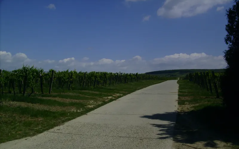 Szőlősorok a boglári borvidéken, Szőlőskislaknál
